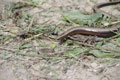 Serpent / France, Bretagne