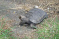 Tortue à éperons géante / France, Normandie, Beauvoir, dents de la Baie