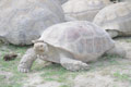 Tortue à éperons géante / France, Normandie, Beauvoir, dents de la Baie