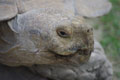 Tête de tortue à éperons géante / France, Normandie, Beauvoir, dents de la Baie