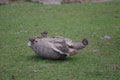 Tortue à éperons géante à l'envers / France, Normandie, Beauvoir, dents de la Baie