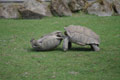 Bagarre de tortues à éperon géantes / France, Normandie, Beauvoir, dents de la Baie