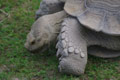 Tortue à éperon géante / France, Normandie, Beauvoir, dents de la Baie