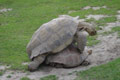 Reproduction des tortues / France, Normandie, Beauvoir, dents de la Baie