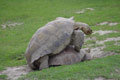 Reproduction des tortues