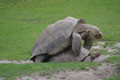 Tortues / France, Normandie, Beauvoir, dents de la Baie