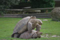 Reproduction des tortues
