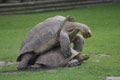 Reproduction des tortues / France, Normandie, Beauvoir, dents de la Baie