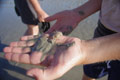 Crabe dans la main / France, Normandie, Mont Saint Michel