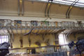 Pteranodon squelette / France, Paris, Jardin des plantes