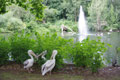 Pélicans à St James park
