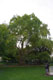 Le plus viel arbre de Paris / France, Paris, Parc Monceau