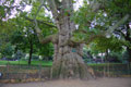 Tronc noueux du plus vieil arbre de Paris,