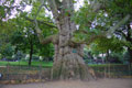 Tronc noueux du plus vieil arbre de Paris, / France, Paris, Parc Monceau