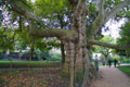 Tronc du plus vieil arbre de Paris / France, Paris, Parc Monceau