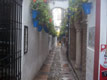 Rue étroite aux pots de fleurs / Espagne, Andalousie, Cordoue, Quartier de la Juderia