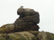 Mouette sur rocher