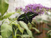 Graphium agamemnon, papillon d'Inde / France, Dordogne, Padirac