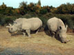 Deux rhinocéros