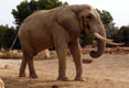Eléphant d'Afrique marche
