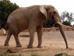 Eléphant d'Afrique trompe tendue