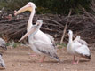 Famille de pélicans