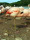 Flamand rose sur une patte