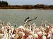 Flamands et pélicans