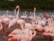 Flamands roses