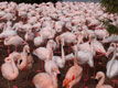 Forêt de flamands roses