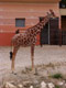 hauteur de girafe