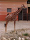 Hauteur de girafe