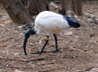 Ibis