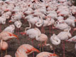 Imbroglio de flamands roses