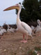 Pélican blanc