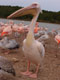 Pélican et flamands