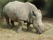 RhinocÃ©ros blanc
