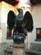 aigle napol�onien