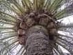 Tronc et branches de palmier