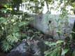 Carcasse d'avion dans la jungle / USA, Floride, Disney Park