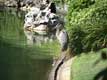 h�ron au bord du lac / USA, Floride, Disney Park