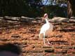 aigrette / USA, Floride, Disney Park