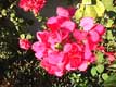 Fleurs rouges / USA, Floride, Disney Park