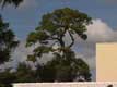 arbre sinueux / USA, Floride