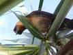 Oiseau sur un palmier / USA, Floride, Everglades, Big Cypress