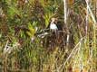 rapaces sur une branche