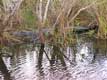 Alligator américain dans les marais / USA, Floride, Everglades