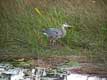 Oiseau dans les marais / USA, Floride, Everglades