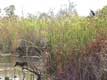 Rapaces dans les marais / USA, Floride, Everglades
