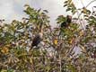 Oiseaux dans un gumbo limbo / USA, Floride, Everglades
